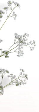 White baby's breath flowers on long stems, often referred to as Angkor Flowers, are lying elegantly on a light pink surface with a contrasting black background.