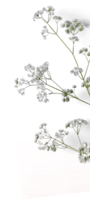 Small white Angkor Flowers on thin green stems laying over a pink and white gradient background.